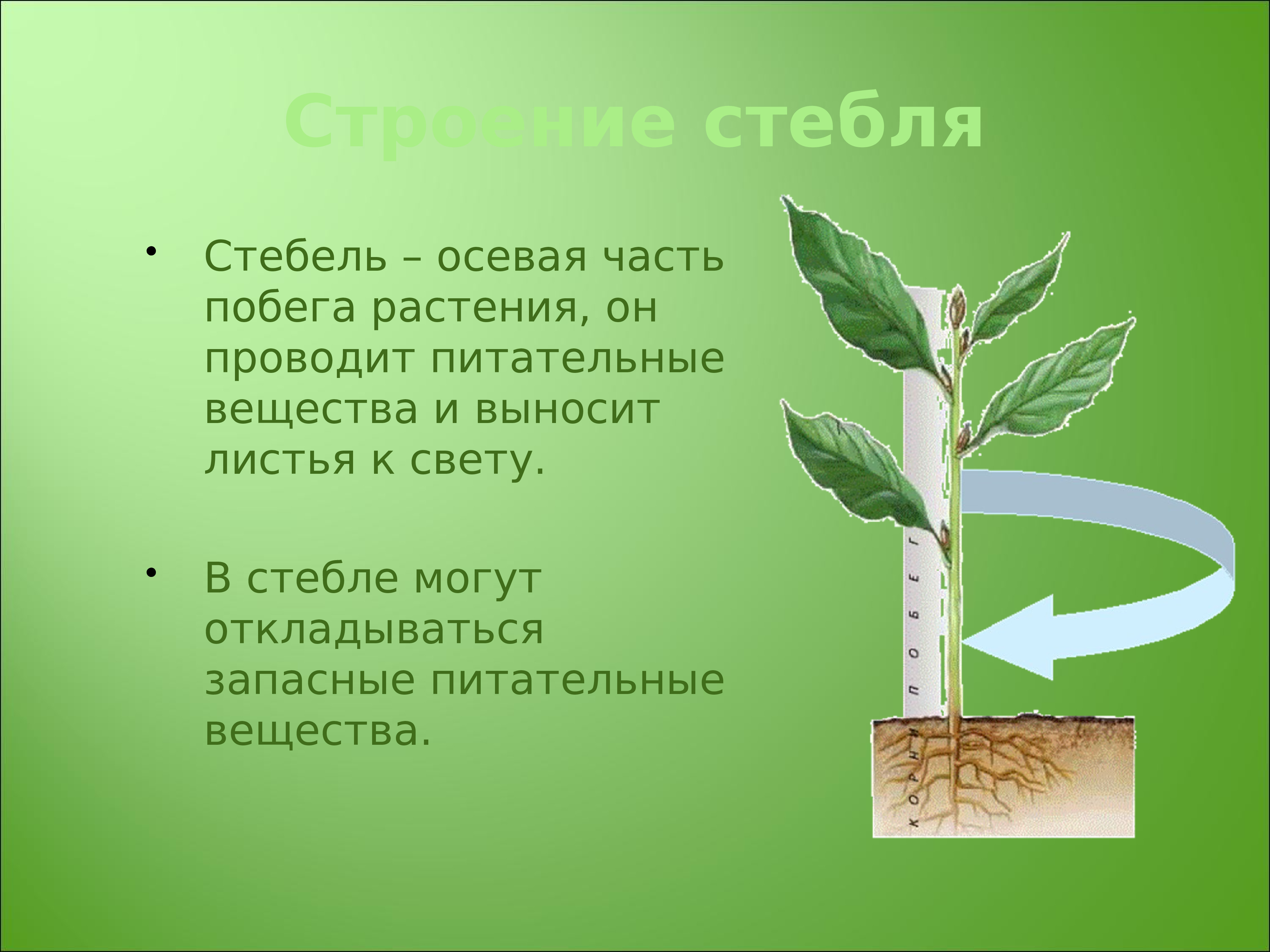 Работа стебли. Стебель осевая часть побега. Стебель осевая часть побега растения. Строение побега. Осевая часть побега растения это.