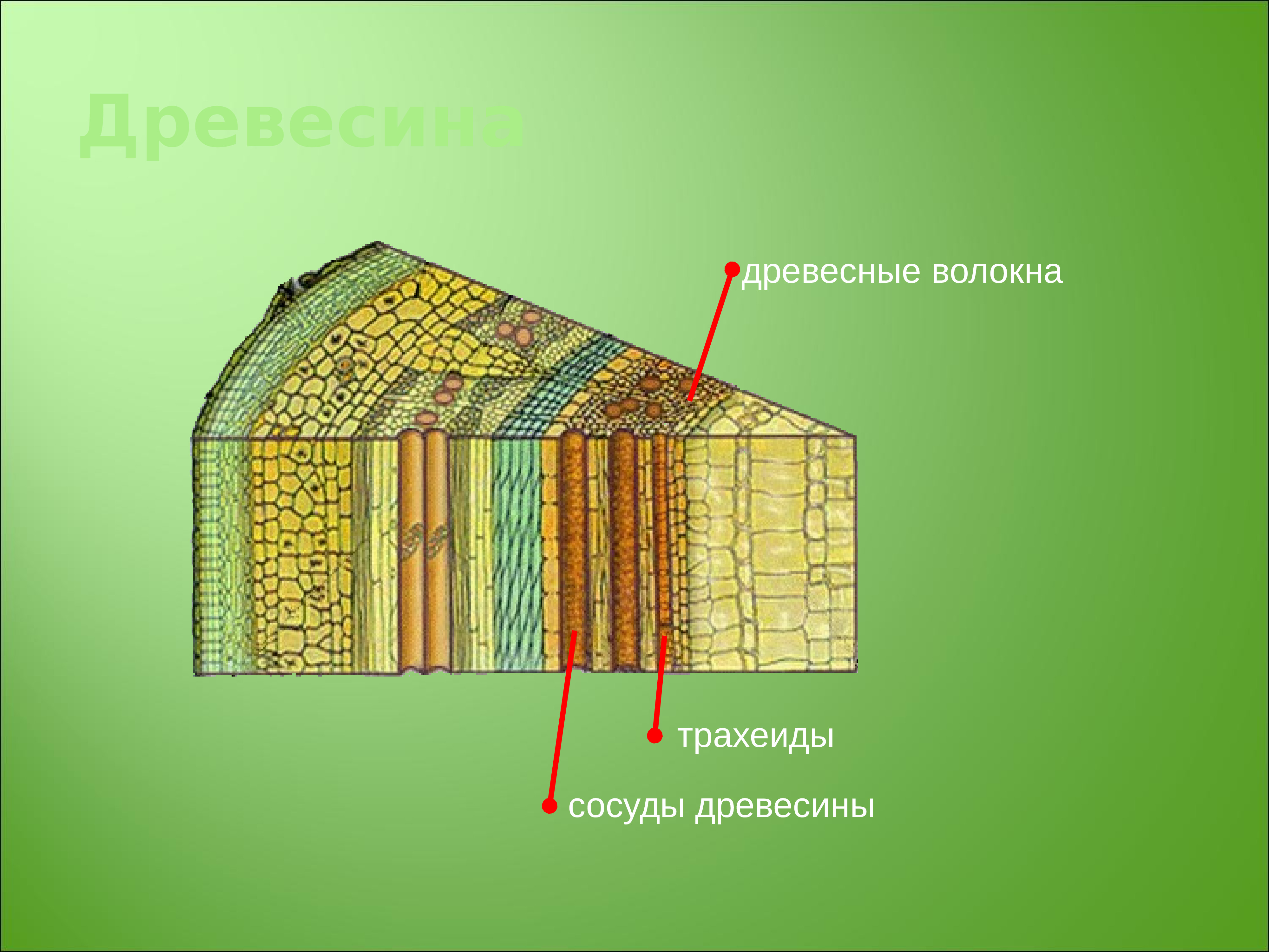 Чечевички. Кора Луб лубяные волокна ситовидные трубки. Камбий это в биологии 6 класс. Клетки камбия живые. Камбий строение и функции.