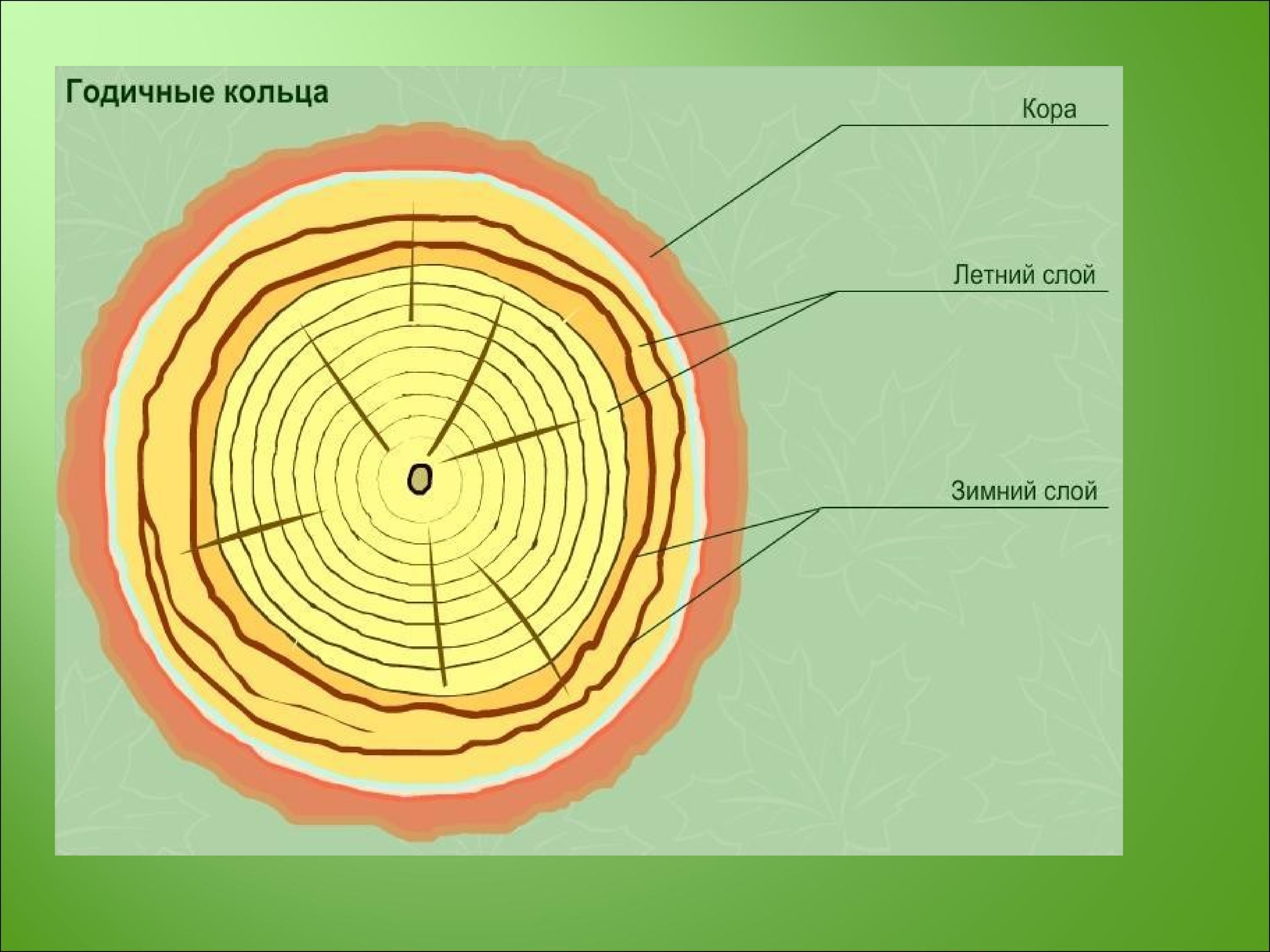 Годичные кольца древесины биология