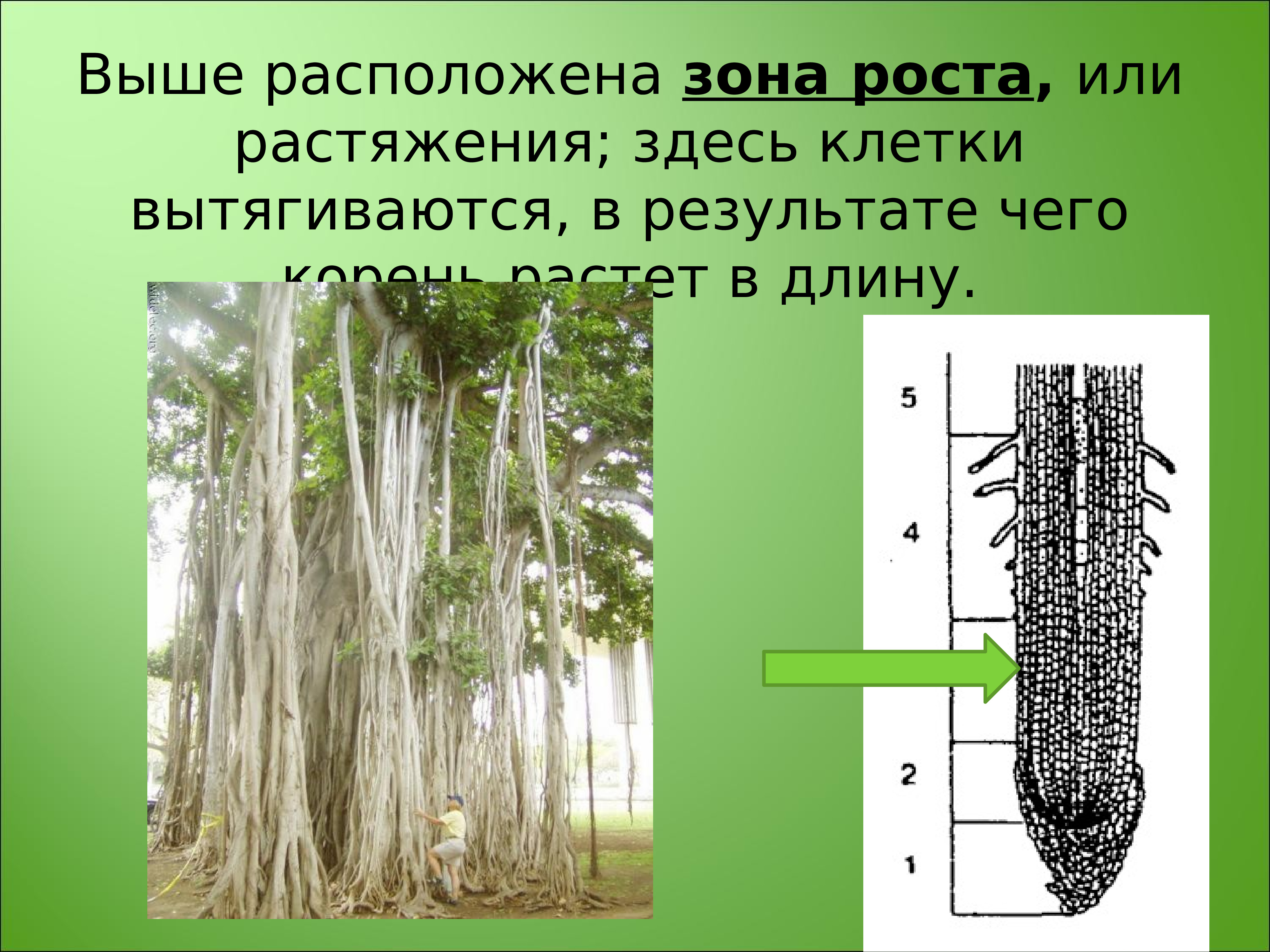 Проекты по ботанике