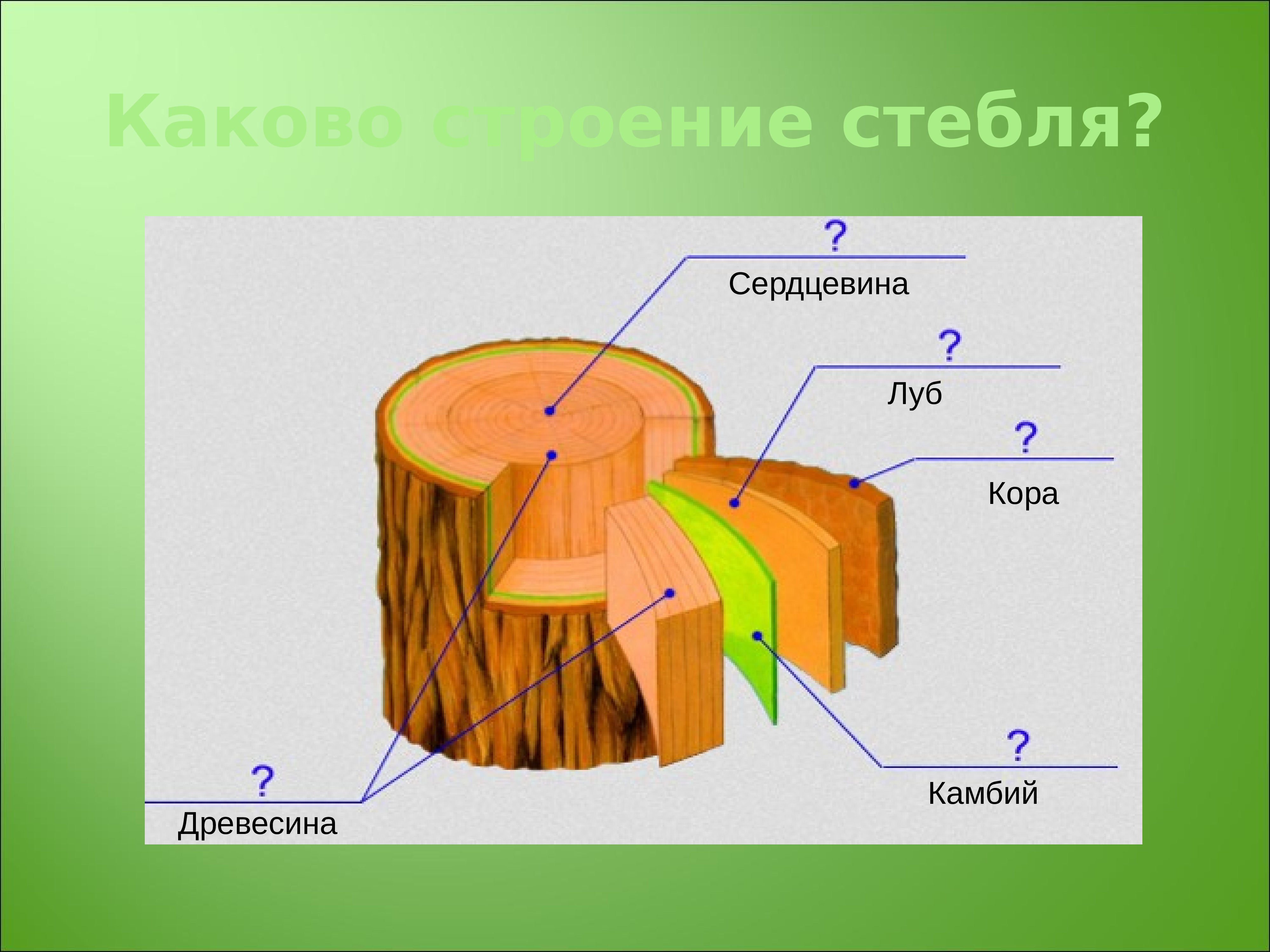 Образование стебля. Камбий Луб пробка древесина. Стебель камбий древесина. Луб древесина камбий. Схема стебель камбий древесина сердцевина.