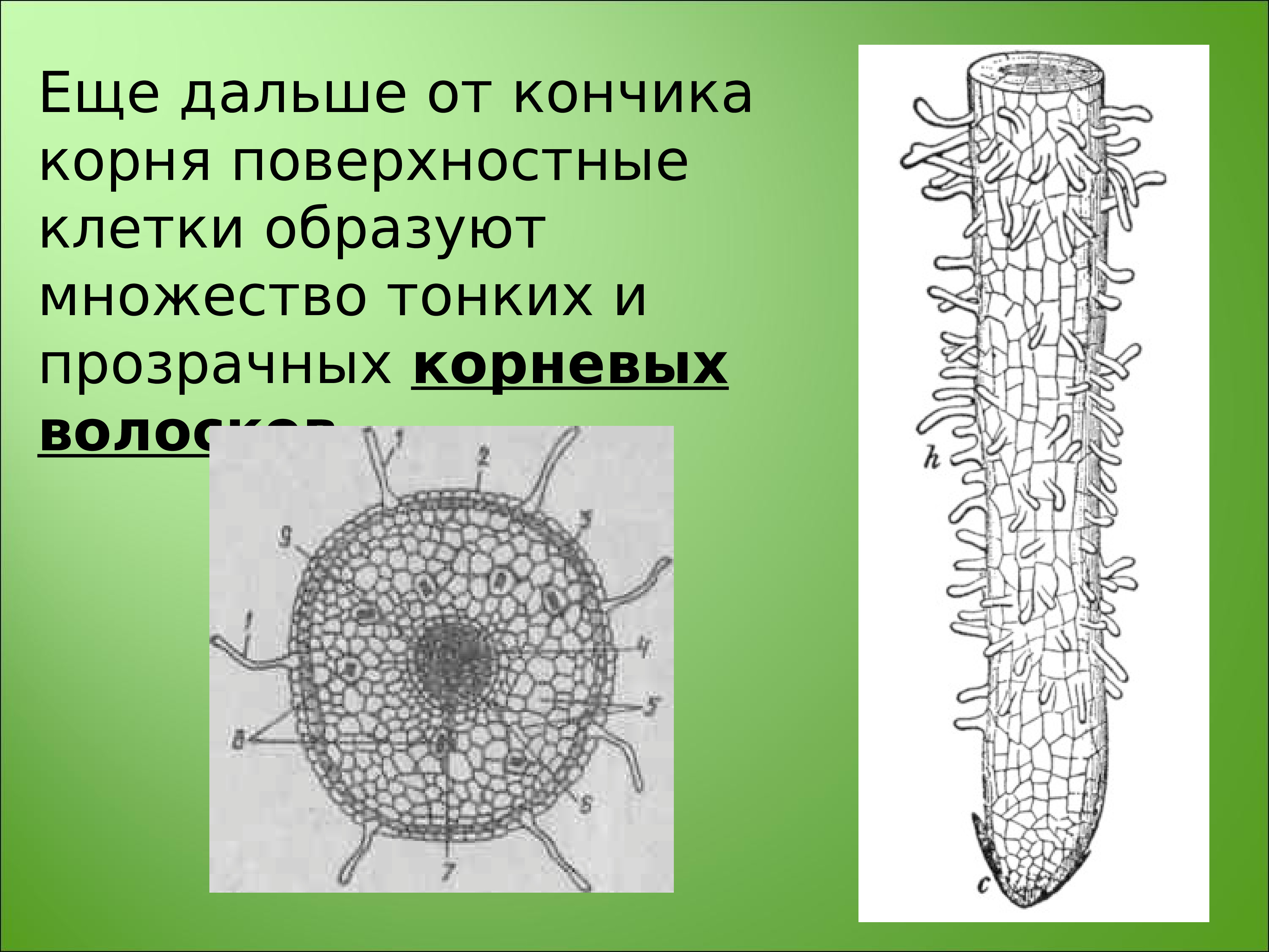 Рисунок кончика корня под микроскопом с описанием. Кончик корня под микроскопом. Кончик корня под микроскопом с описанием. Корнеплоды ботаника. От повреждений кончик корня защищает