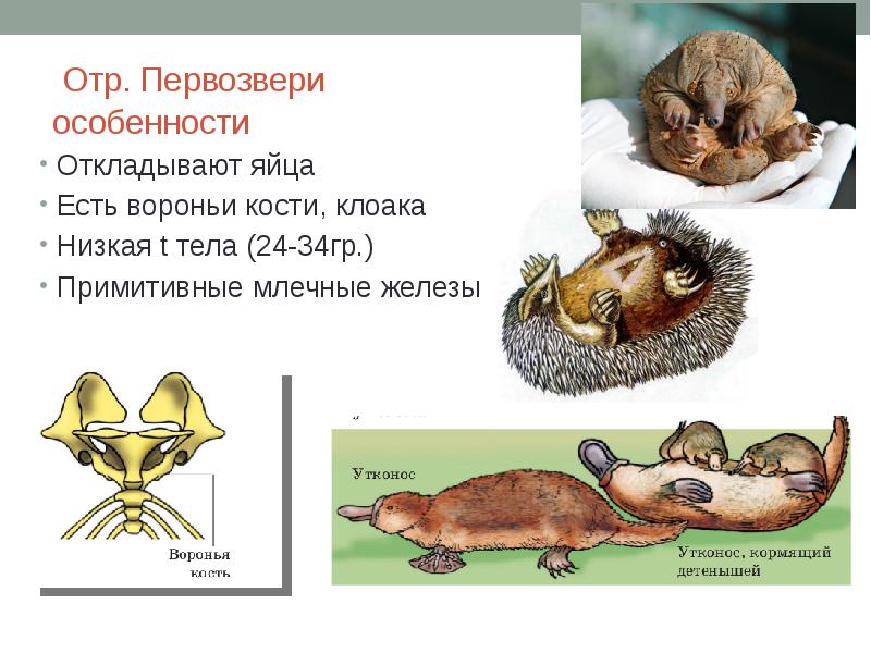 Млекопитающие имеют млечные железы в коже