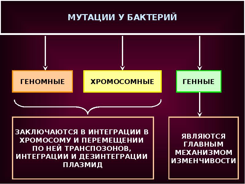 Генетика микроорганизмов микробиология презентация