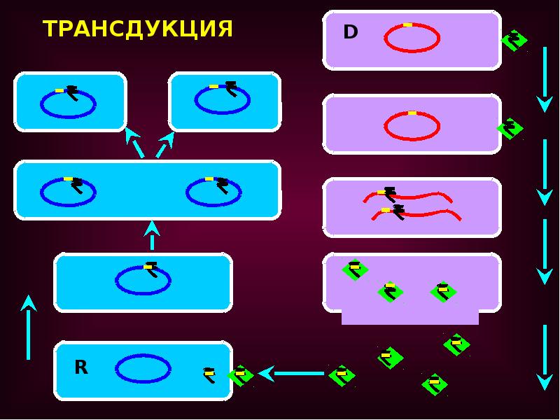 Генетика микроорганизмов презентация