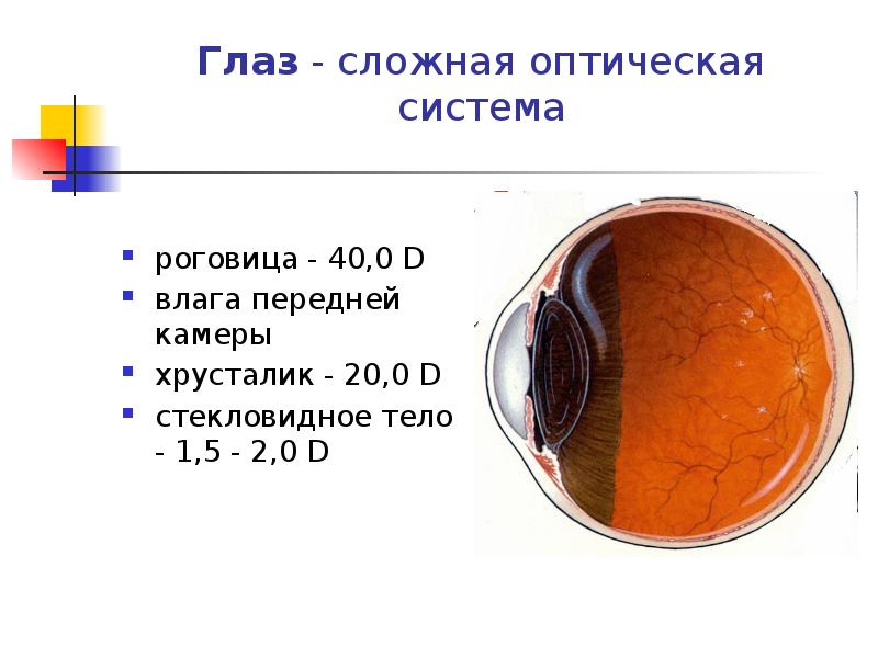 Роговица зрительная зона коры мозга стекловидное тело. Хрусталик и стекловидное тело. Глаз сложная оптическая система. Стекловидное тело глаза в оптической системе. Строение стекловидного тела глаза.