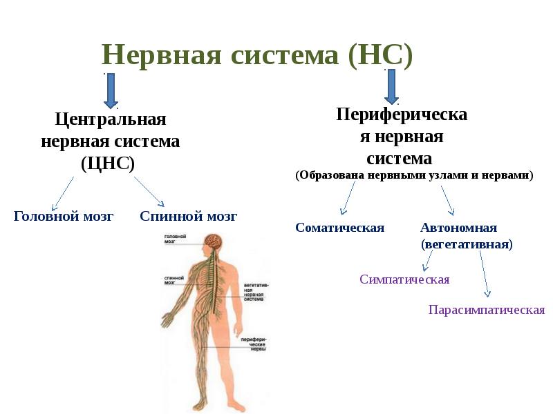 Особенности нервной системы