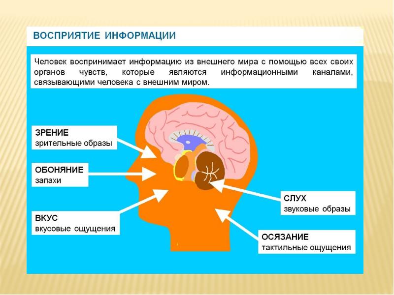 Психотипы личности презентация