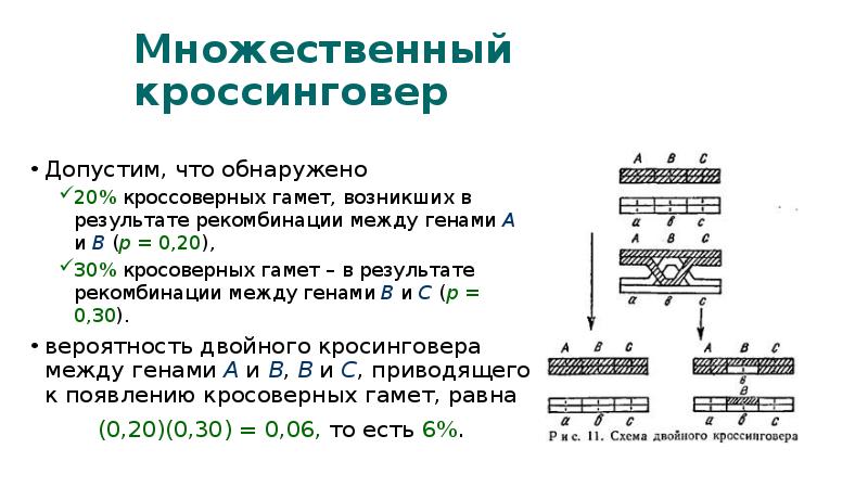 Значение кроссинговера