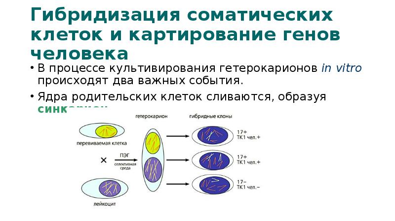 Картирование хромосом человека презентация 10 класс