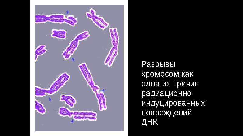 Презентация картирование хромосом