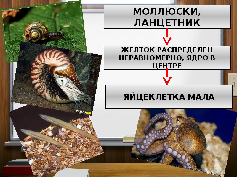 Способы размножения моллюсков. Тип моллюски размножение. Половое размножение моллюсков. Яйцеклетки моллюсков. Моллюски биология 7 класс размножение.