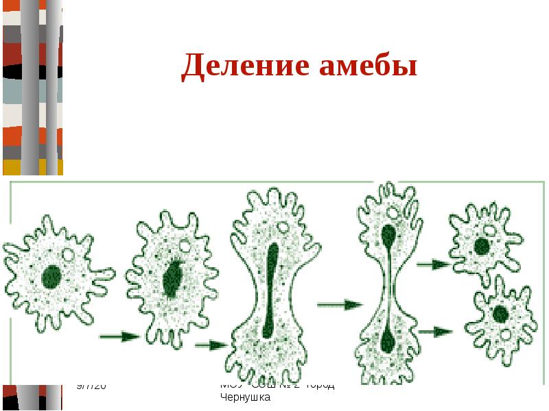 На рисунке изображено одно из проявлений жизнедеятельности амебы какое общее свойство живых систем