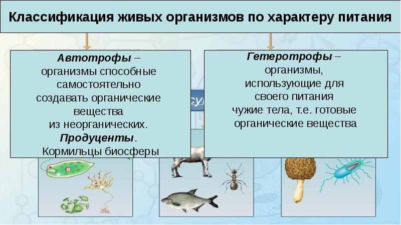 Экологическая классификация организмов презентация