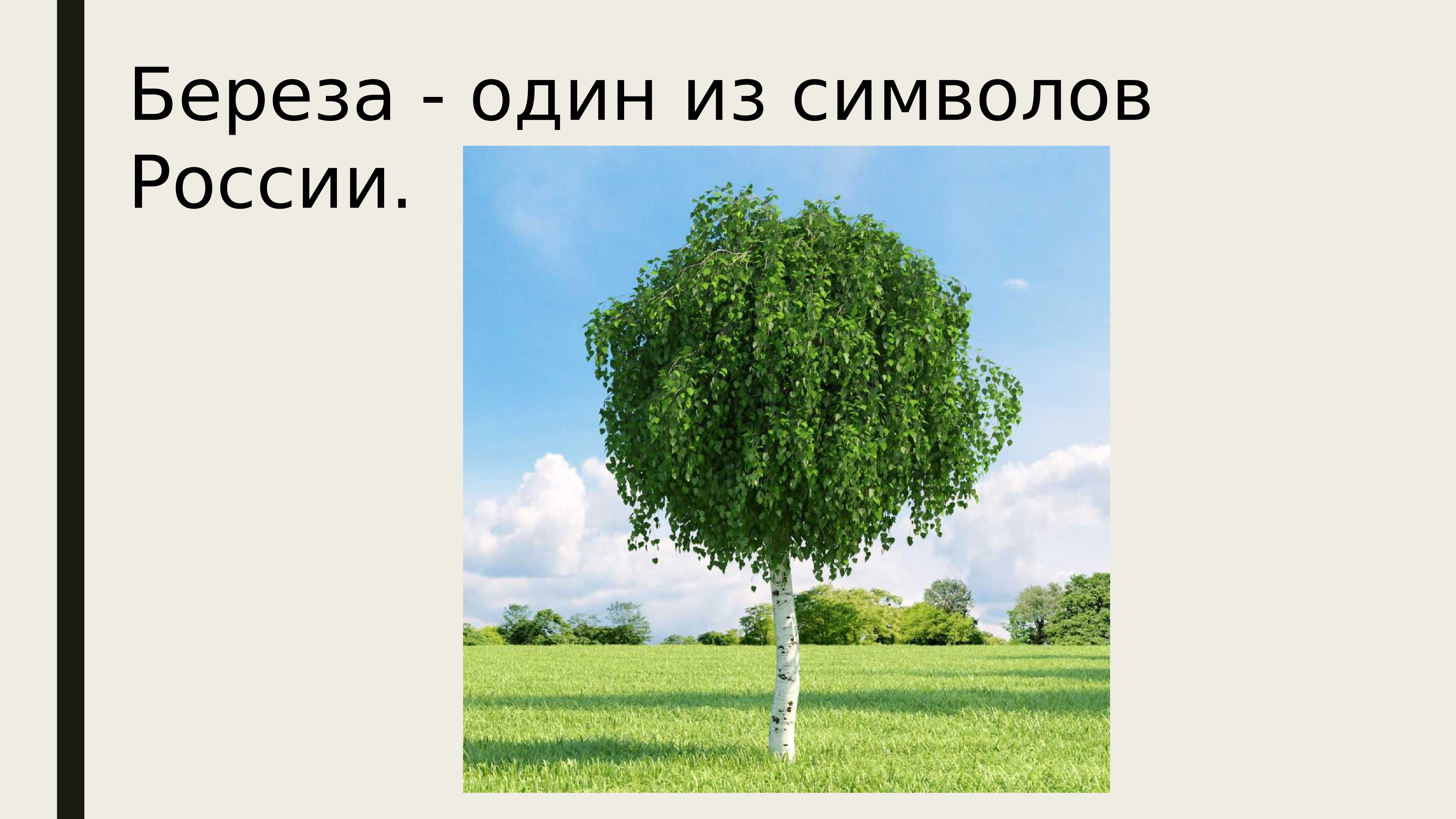 Символ какой страны является дерево. Символ России дерево береза. Березка символ России. Какое дерево является символом России. Дерево символ нашей Родины.