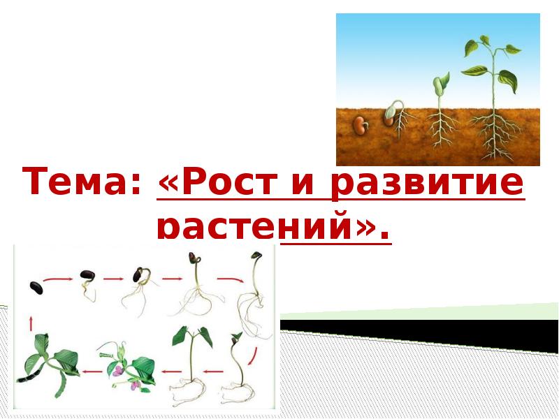 Условия роста растений 6 класс. Рост и развитие растений. Развитие растений презентация. Рост растений презентация. Плакаты на тему рост и развитие растений.