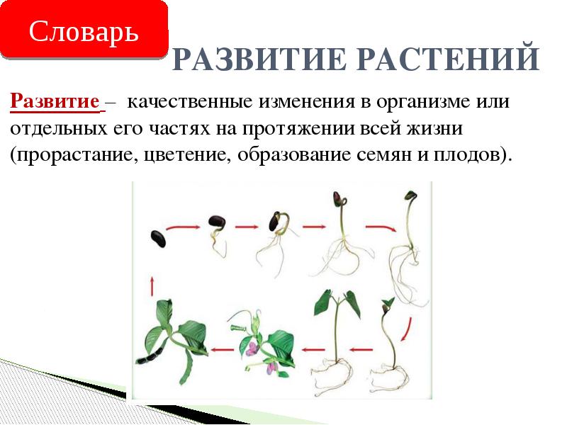 Тест развитие растений 3 класс. Процесс развития растений. Рост и развитие растений схема. Фазы развития растений. Рост и развитие растений 6 класс.