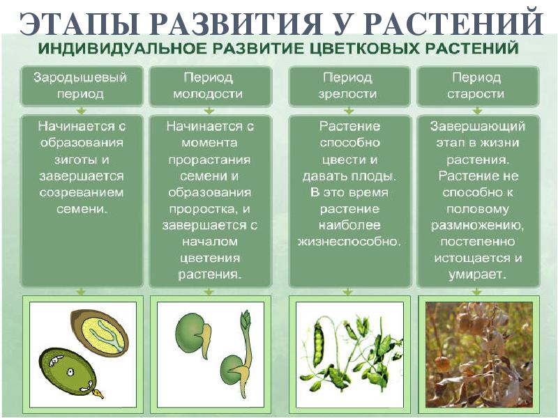 План что лежит в основе роста организмов