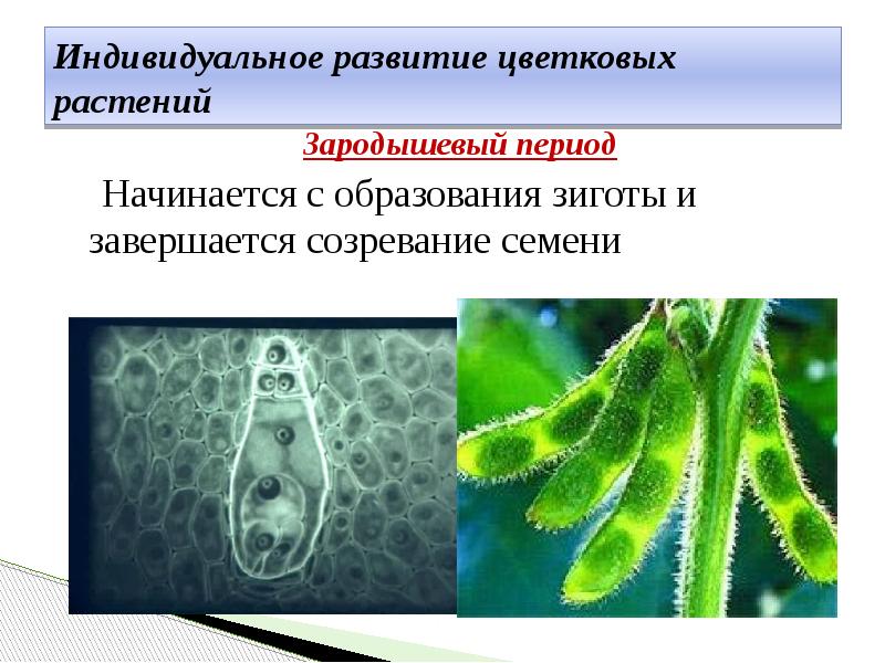 Индивидуальное развитие цветковых растений
Зародышевый период
Начинается Индивидуальное развитие цветковых растений
Зародышевый период
Начинается
