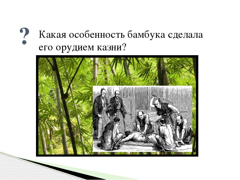 ?
Какая особенность бамбука сделала его орудием казни? ?
Какая особенность бамбука сделала его орудием казни?