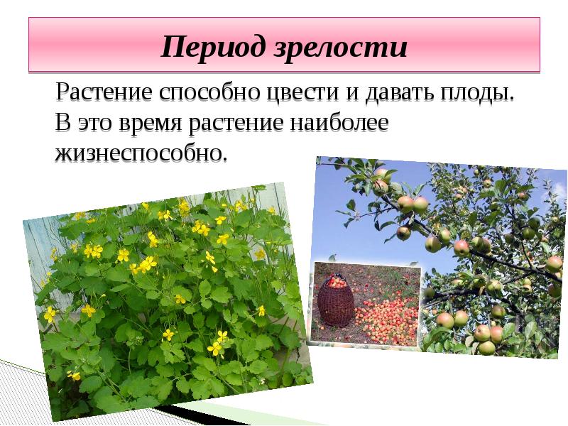 Период зрелости
Растение способно цвести и давать плоды. В это Период зрелости
Растение способно цвести и давать плоды. В это