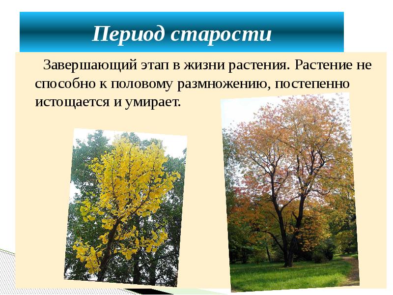 Период старости
Завершающий этап в жизни растения. Растение Период старости
Завершающий этап в жизни растения. Растение