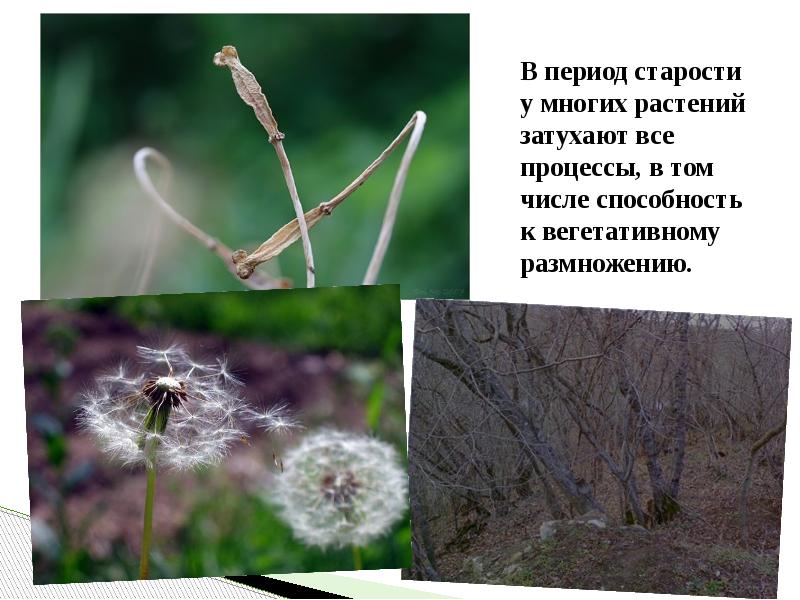 В период старости у многих растений затухают все процессы, в том В период старости у многих растений затухают все процессы, в том