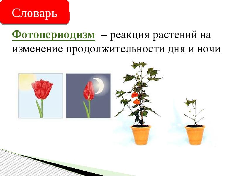Фотопериодизм – реакция растений на изменение продолжительности дня и ночи Фотопериодизм – реакция растений на изменение продолжительности дня и ночи