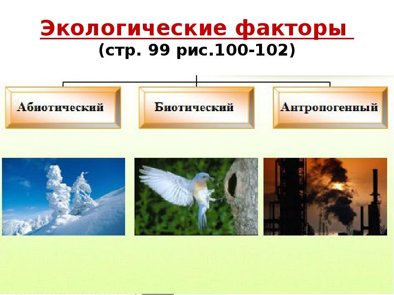 Экологические факторы (стр. 99 рис.100-102) Экологические факторы (стр. 99 рис.100-102)