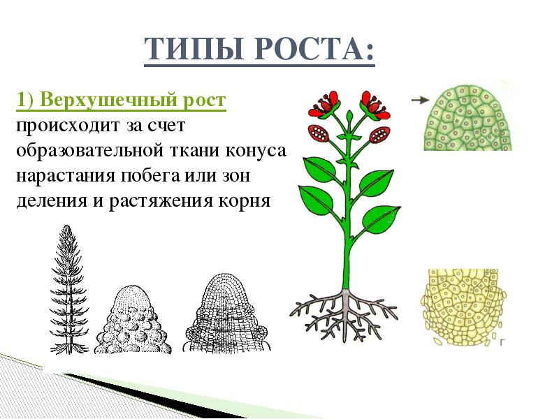 Схема индивидуальное развитие растения