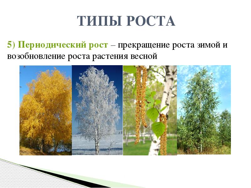 ТИПЫ РОСТА
5) Периодический рост – прекращение роста зимой и возобновление ТИПЫ РОСТА
5) Периодический рост – прекращение роста зимой и возобновление