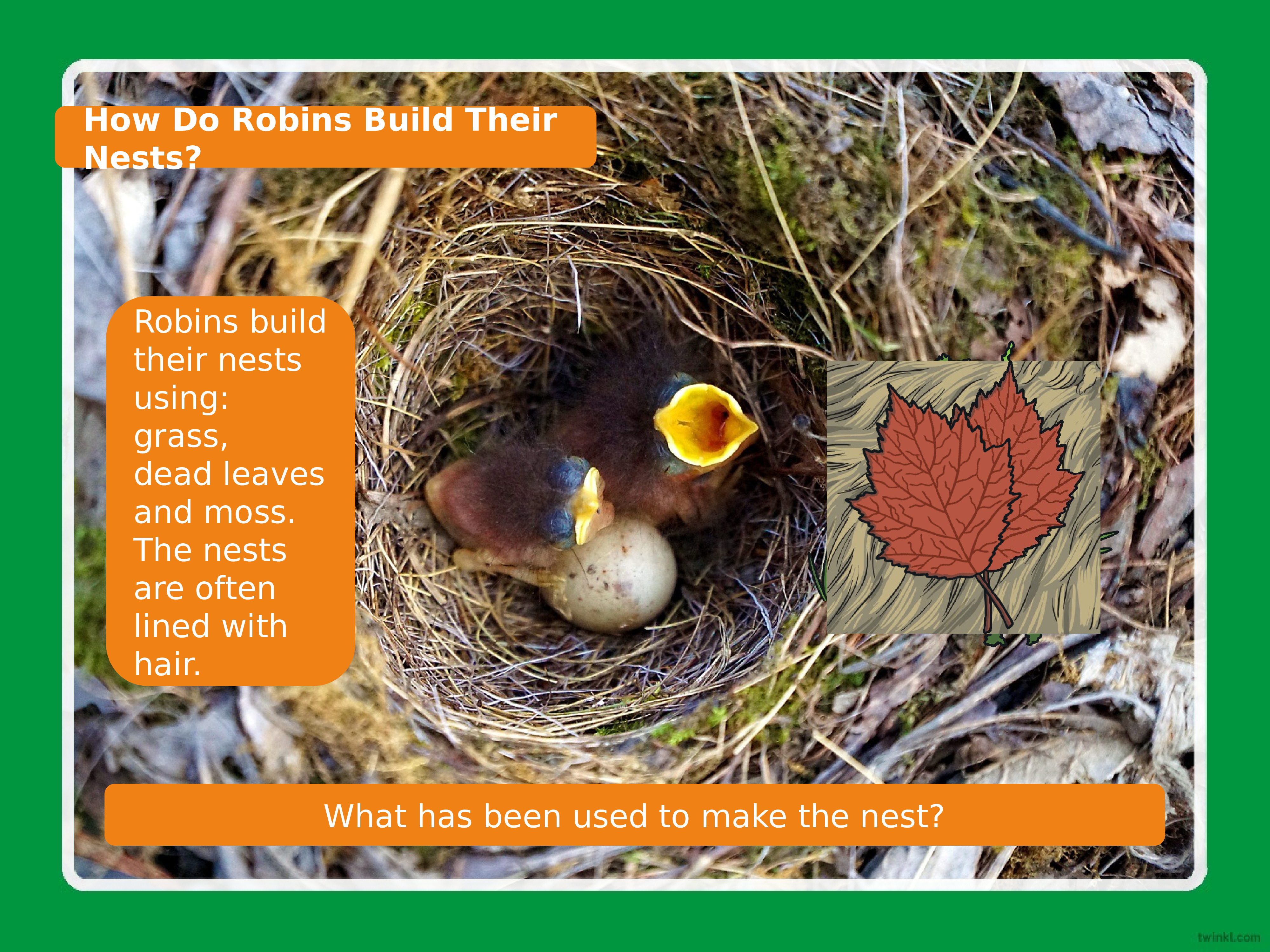 Their nests. Robins Drive other Robins from Nest. American Robin build Nest. Birds in their little Nests agree пословица перевод.