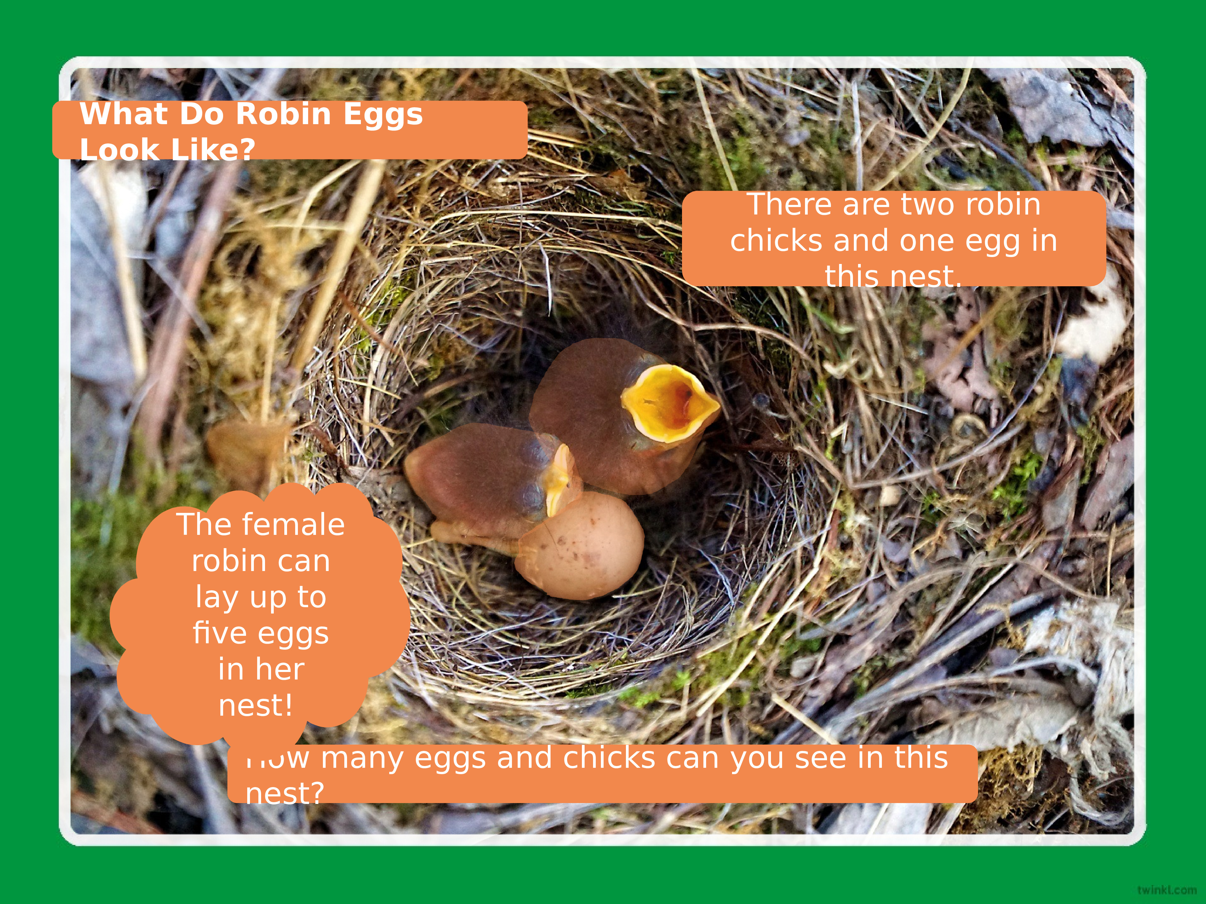 How many eggs is are there. How many eggs is are there