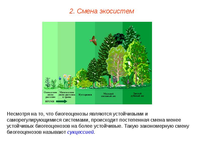 Сезонные изменения экосистем презентация