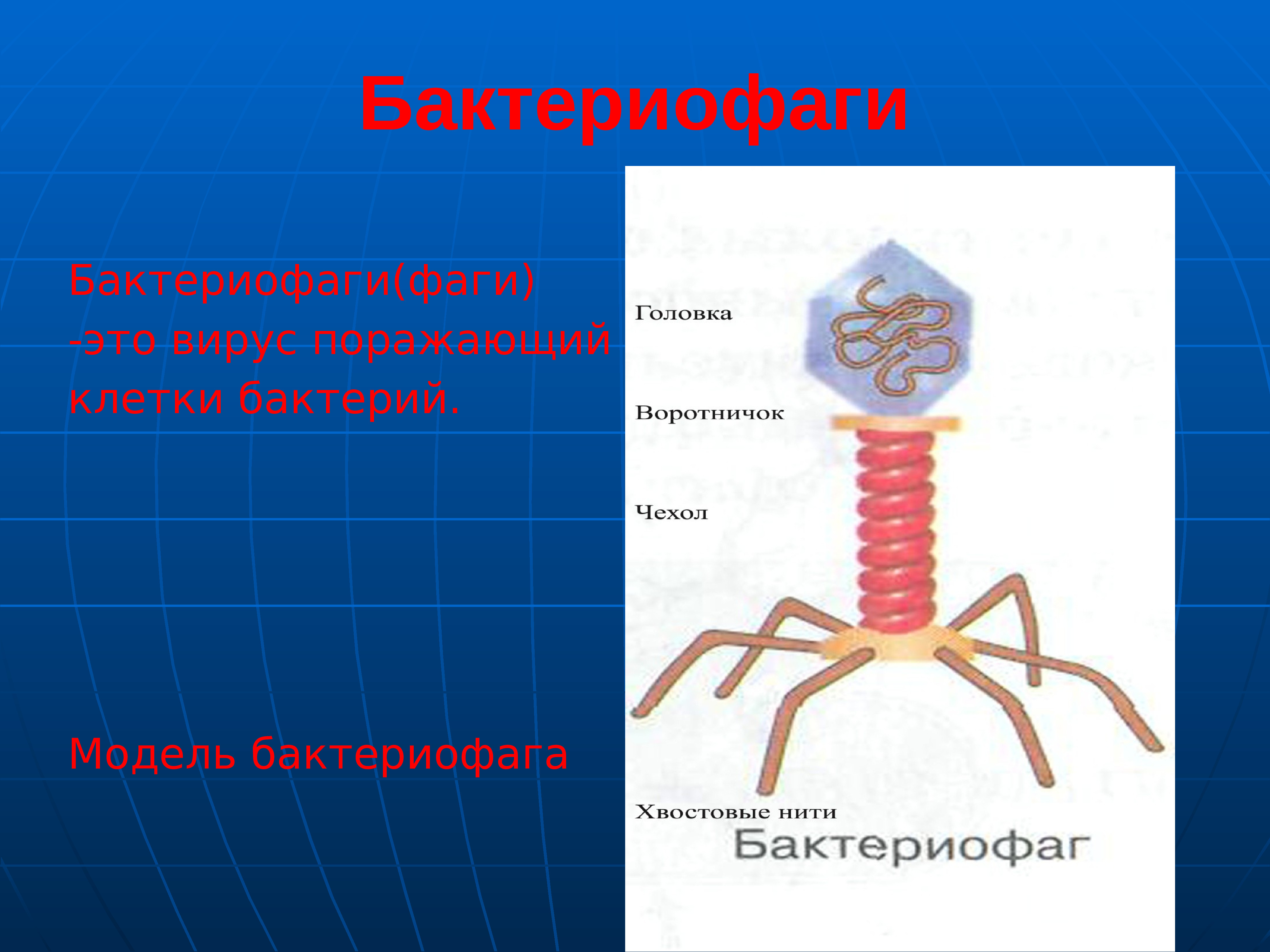 Бактериофаг бактерия биология