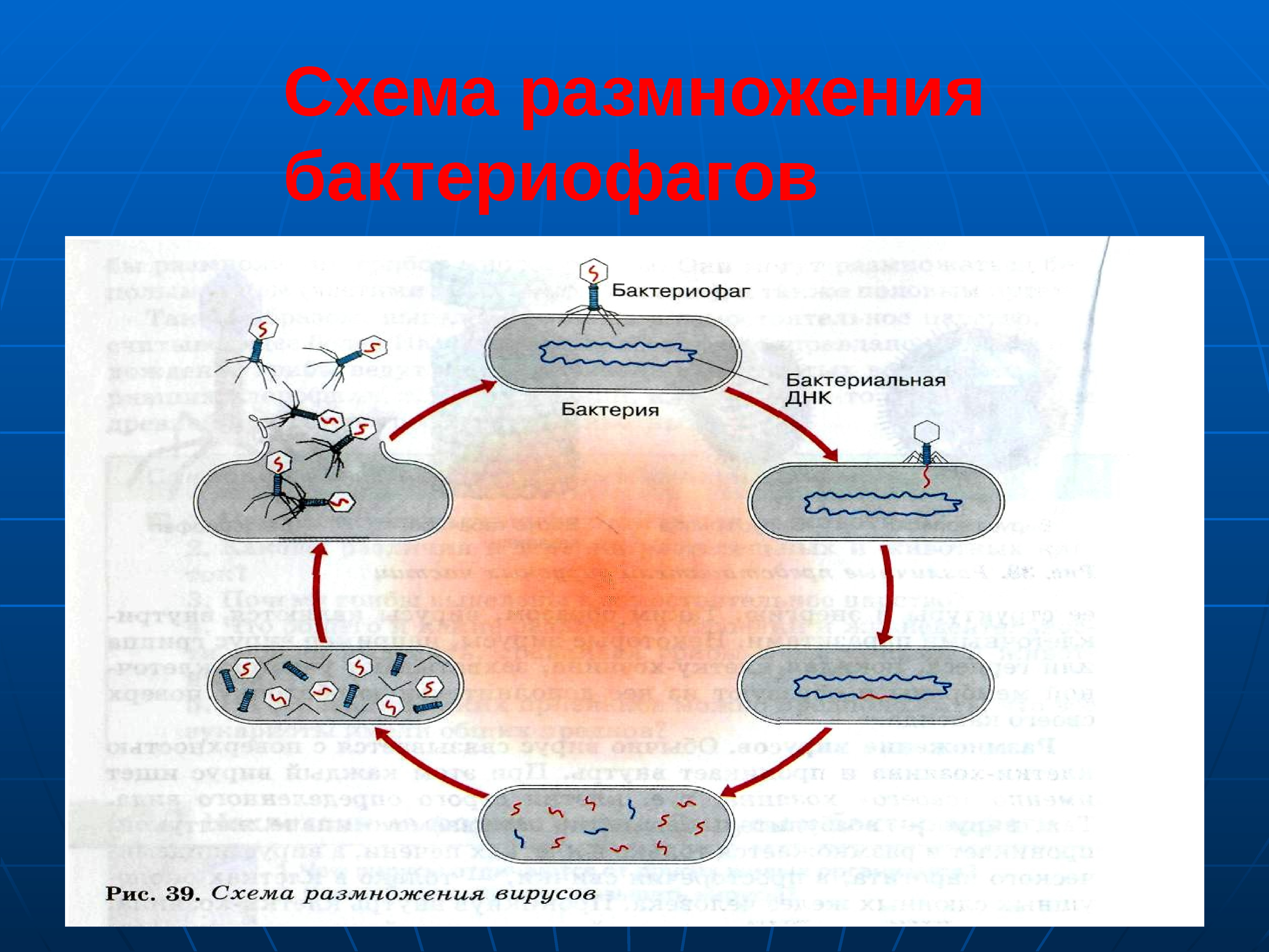 Схема размножения бактериофага