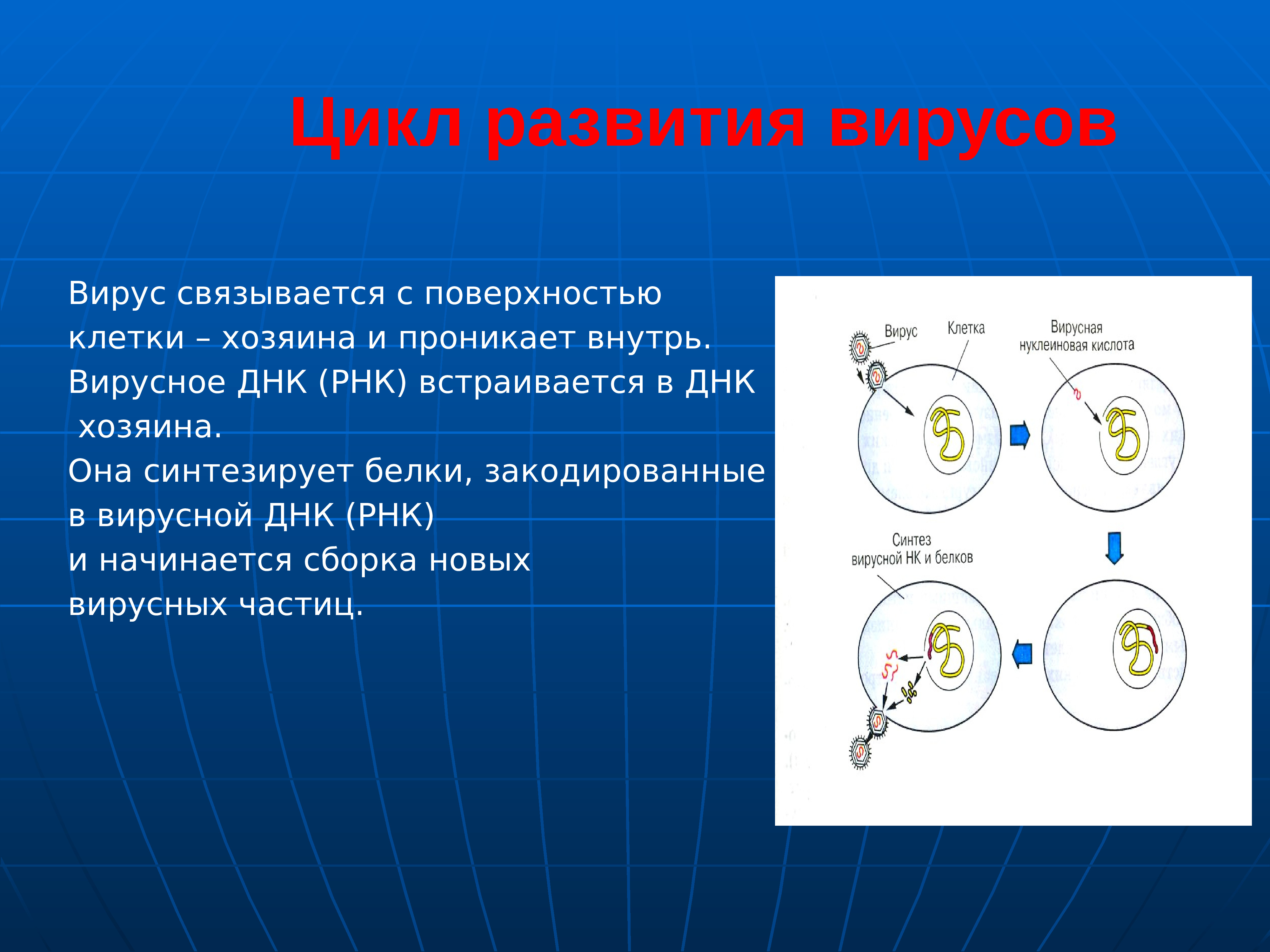 Как происходит размножение вирусов вызывающих спид. Цикл развития вирусов схема. Цикл развития( размножения) вирусов. Стадии развития вируса. Стадии жизненного цикла вируса.
