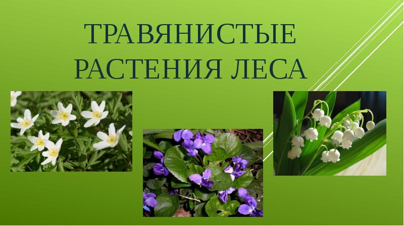 Лесные цветы презентация