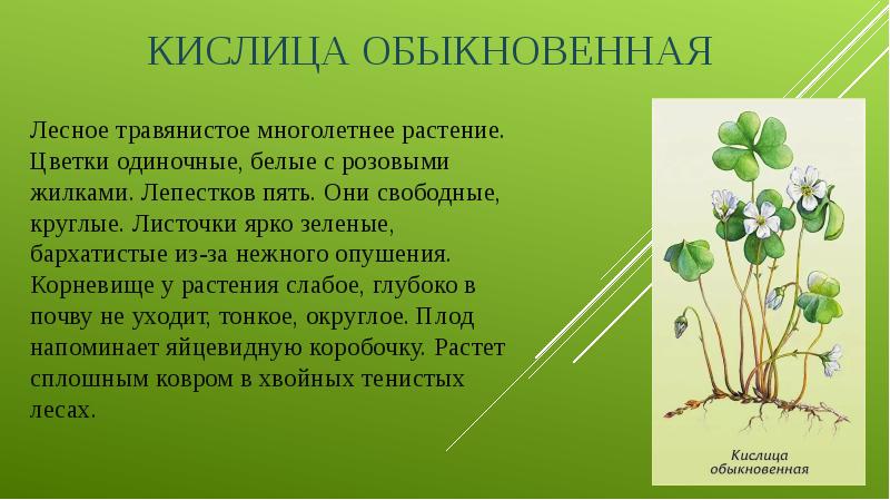 Кислица обыкновенная Лесное травянистое многолетнее растение. Цветки одиночные, белые с розовыми