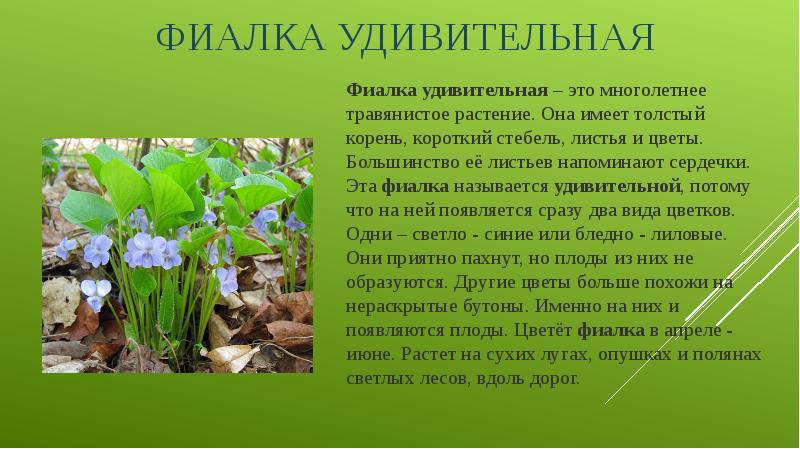 ФИАЛКА УДИВИТЕЛЬНАЯ Фиалка удивительная – это многолетнее травянистое растение. Она имеет толстый корень,