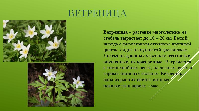 ВЕТРЕНИЦА Ветреница – растение многолетние, ее стебель вырастает до 10 –