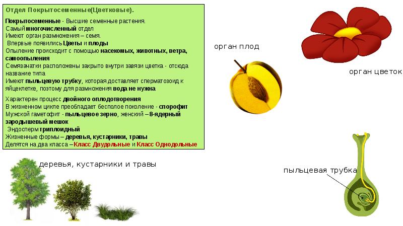 Огэ ботаника презентация