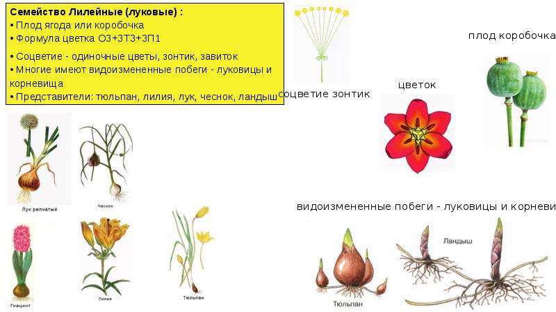 Формула растений семейства лилейные. Формула цветка семейства Лилейные. Соцветие лилейных растений. Семейство Лилейные соцветие. Формула цветка тюльпана семейства Лилейные.
