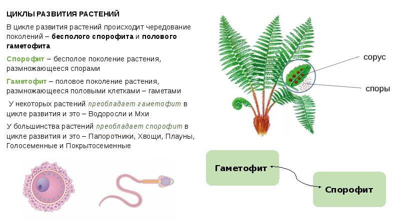 Чем представлен гаметофит у водорослей. Жизненные циклы растений гаметофит и спорофит. Преобладает гаметофит или спорофит. Строение спорофита папоротника. Спорофит хвоща.