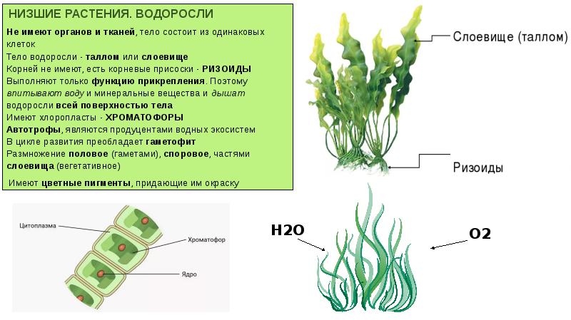 Отделы растений схема