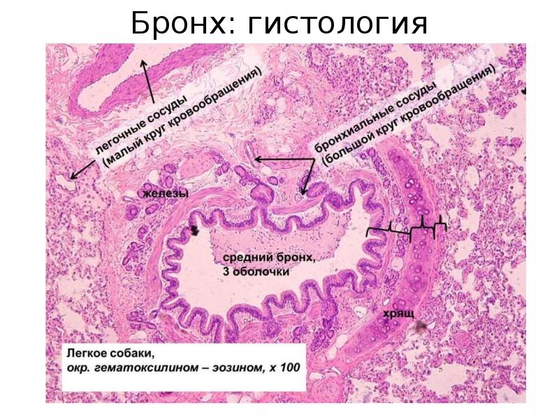 Дыхательная система гистология. Бронхи среднего калибра гистология. Респираторная бронхиола гистология препарат. Бронх среднего калибра гистология препарат. Бронх среднего калибра гистология.