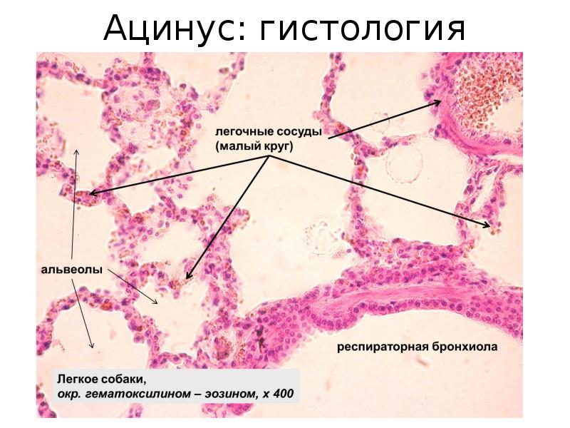 Схема строения ацинуса гистология