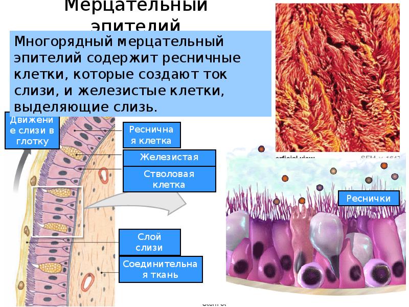 Мерцательный эпителий