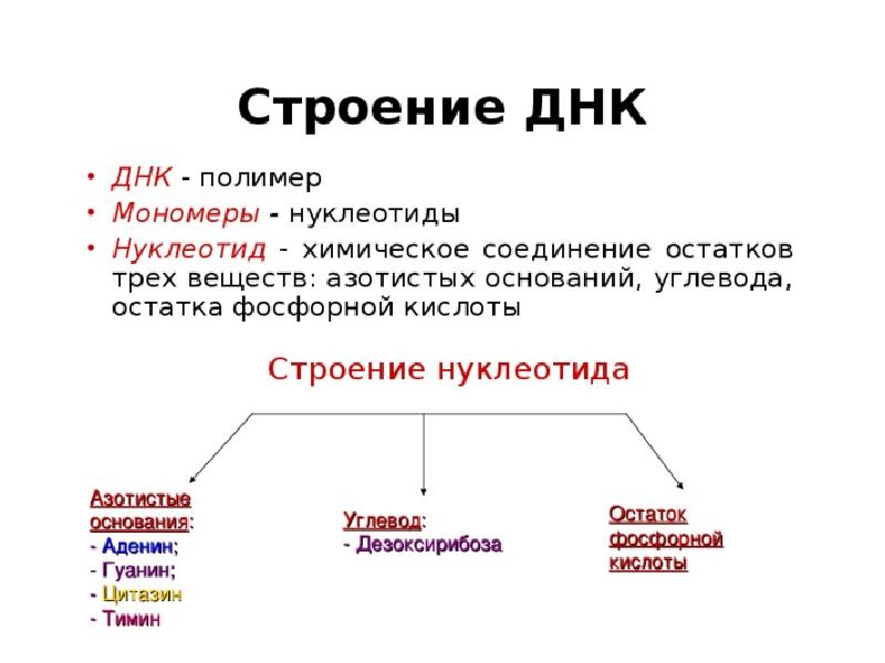 Мономер днк является нуклеотид. Строение мономера ДНК. Схема мономера ДНК. Структура мономера ДНК. Строение полимера ДНК.