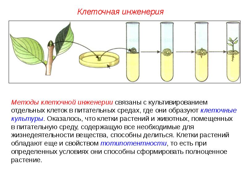 Селекция пименов презентация